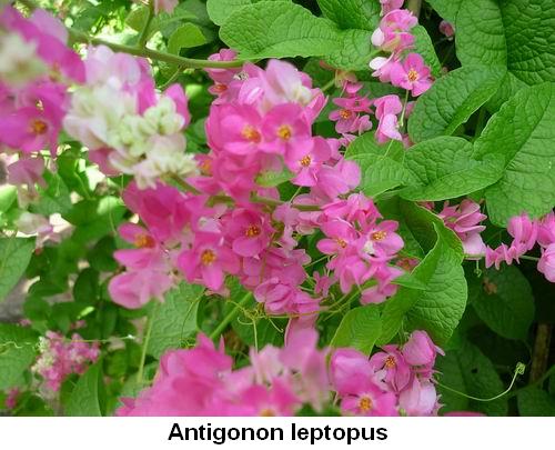 Antigonon leptopus.jpg
